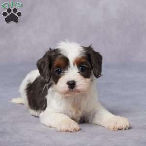 Paris, Cavapoo Puppy